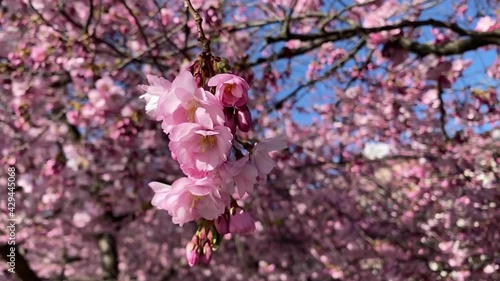 Wallpaper Mural Photos in a park with cherry trees. High quality 4k footage Torontodigital.ca