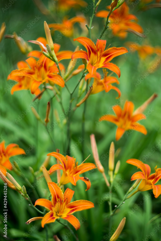 Orange summer day-lily flowers in garden Orange summer day-lily flowers in garden