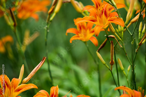 Orange summer day-lily flowers in garden