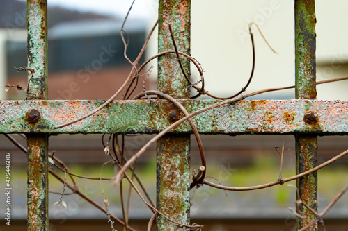 Zaun Gitter Metall Ranke Farbe Vintage alt abgeblättert Rost Korrosion Kreuz Nieten Oberfläche Struktur Symbol Eisenbahn Lost place Kletterpflanze wuchern umschlingen Symbol Vintage Hintergrund photo