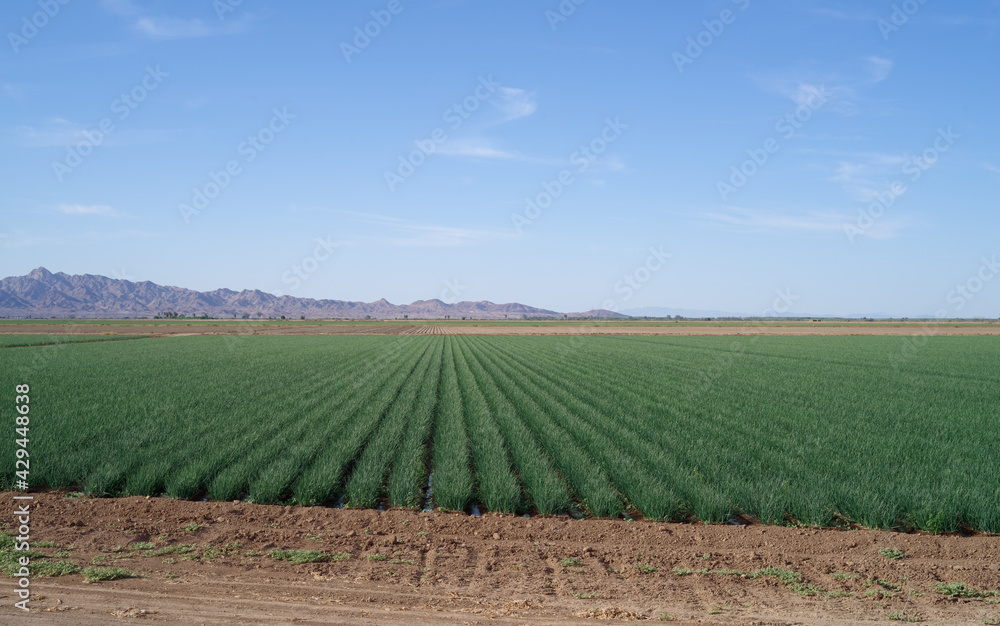 This image shows an agricultural field in California by the Colorado River.