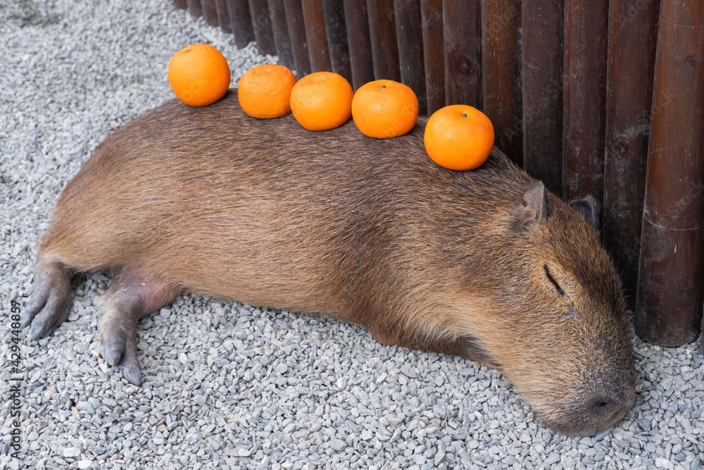 A lot of oranges on the sleepy capybara. 素材庫相片 | Adobe Stock