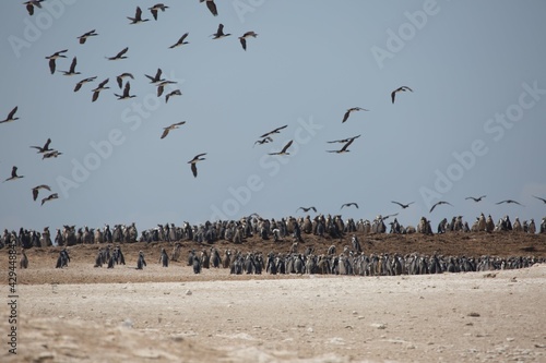 Peru Sea Birds and Pengins photo