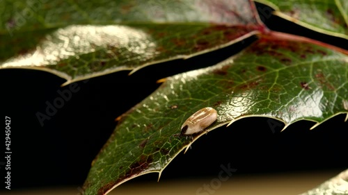 Engorged tick walking slowly on a green leaf. Lyme disease caused by borrelia. photo