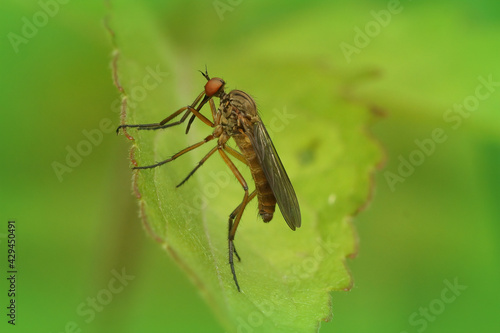 Closeup shot of a dance fly species, empis livida against a green background photo