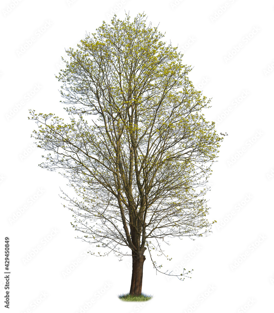 Obraz premium Norway Maple cut-out, spring tree isolated on white background.