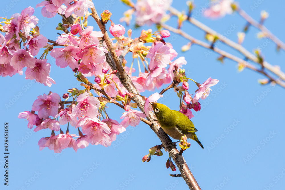 河津桜とメジロ　千葉県習志野市　日本