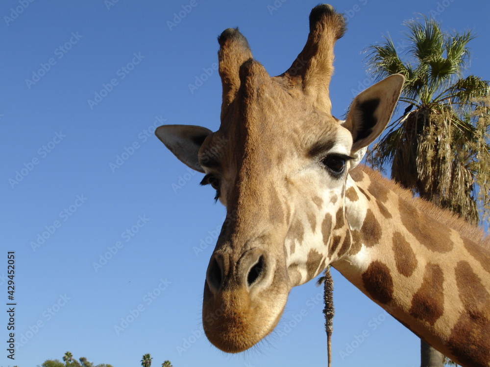 Obraz premium Giraffe Head