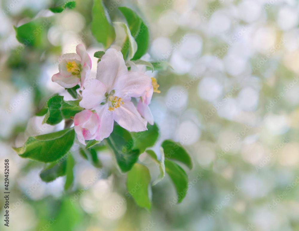 Tender petals of apple blossom. Spring background.