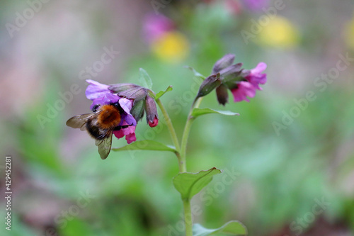 Bumble bee collects pollen from the Lungwort flowers. Wild nature in spring forest