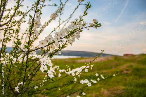 Cherry blossom tree at sunset © Mila