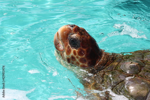 rescued turtle in Brazil sea. Tortuga de mar, Tortuga, Mar, Brazil, Rescate de tortugas marinas. Barra da Lagoa, Florianopolis