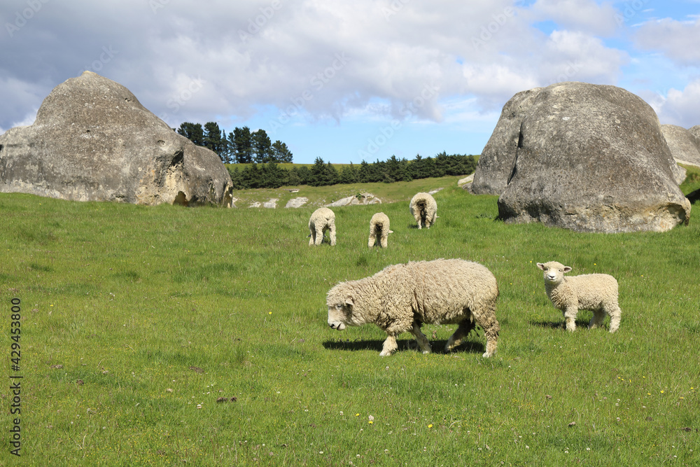 Fototapeta premium Romneyschaf / Romney sheep / Ovis