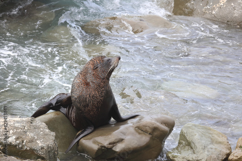 Neuseeländischer Seebär / New Zealand fur seal / Arctocephalus forsteri