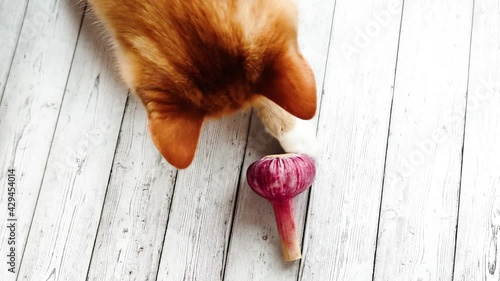 Ginger cat plays with garlic. Tabby kitten touches red garlic with its paw. View from above. A young cat is sitting on a wooden surface.