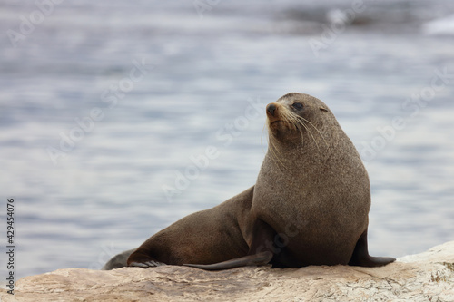 Neuseel  ndischer Seeb  r   New Zealand fur seal   Arctocephalus forsteri