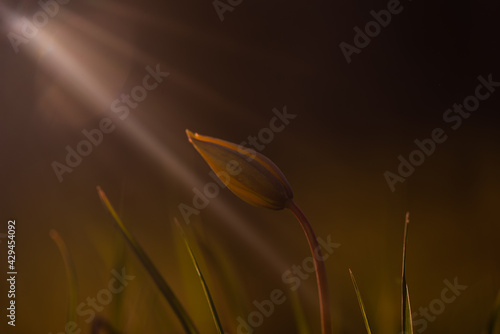Tapety artystyczne tulipe