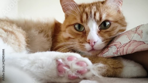 A ginger young cat lies on the couch and looks around. A beautiful tabby kitten lies on a blanket and looks at the camera.