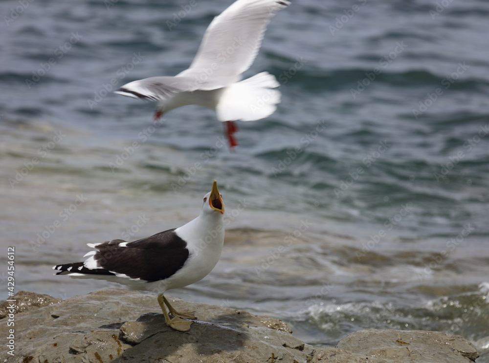 Dominikanermöwe / Southern black-backed gull / Larus dominicanus Dominikanermöwe / Southern black-backed gull / Larus dominicanus