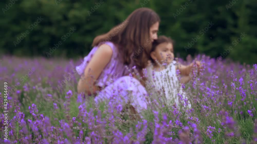 Motion of caucasian mother enjoying time with little baby daughter, kissing and hugging while sitting near flowers. Young attractive woman showing love and care in blooming lavender field. Motion of caucasian mother enjoying time with little baby daughter, kissing and hugging while sitting near flowers. Young attractive woman showing love and care in blooming lavender field.