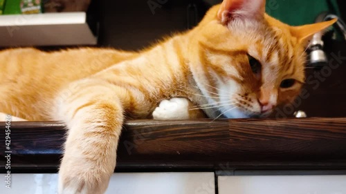 A ginger charismatic cat lies high on the kitchen table. A chubby orange cat sits on stand and tries to sleep. The cat falls asleep.