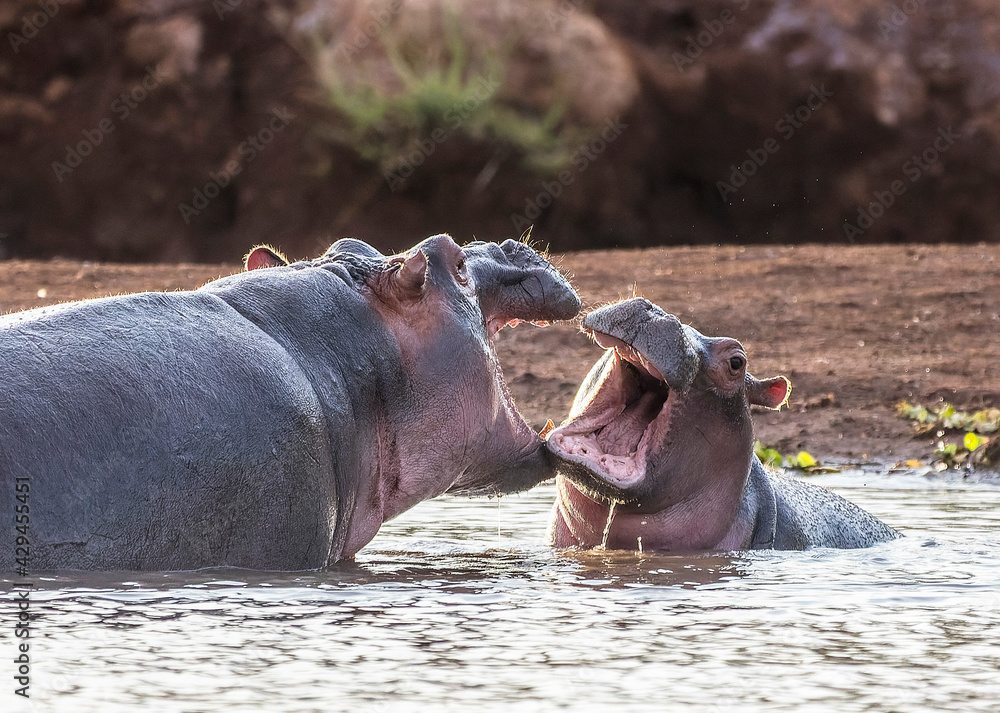 Hippo in Tsavo-West National Park, Kenya, Africa Hippo in Tsavo-West National Park, Kenya, Africa
