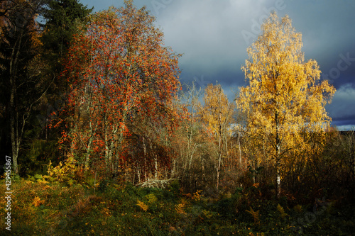Forest landscape with a red and yellow tree in autumn.