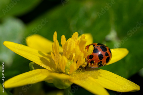 full of pollen ladybug, on a ficaria ranunculoides flower