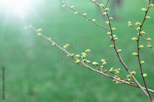 Shrub with thin twigs and young leaves on them. Spring background with sun glare