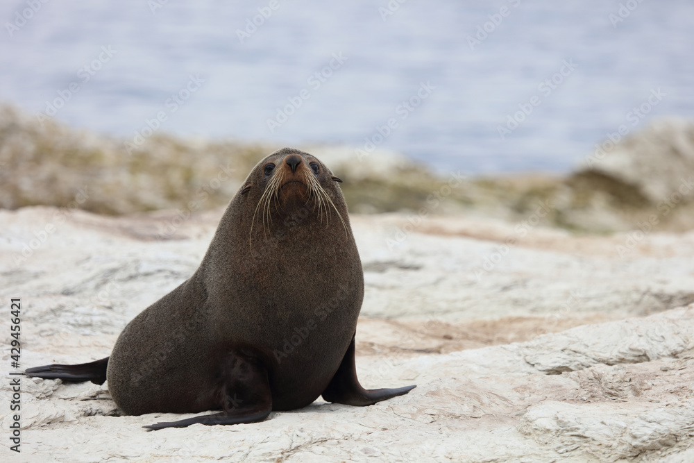 Fototapeta premium Neuseeländischer Seebär / New Zealand fur seal / Arctocephalus forsteri