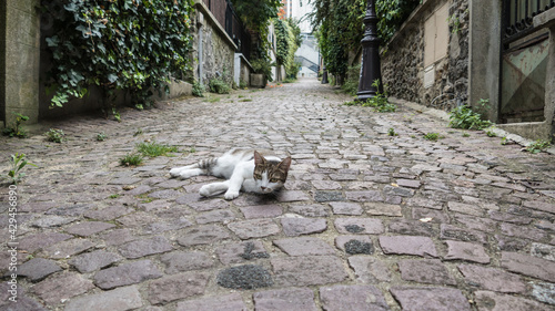 Photography Chat dans les rues de Paris