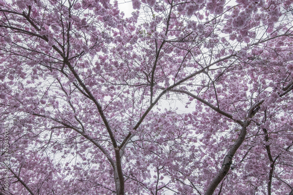 Cherry Blossom Trees on a Cloudy Spring Day (close up) Cherry Blossom Trees on a Cloudy Spring Day (close up)