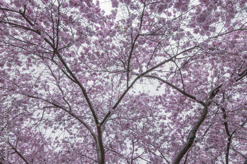Cherry Blossom Trees on a Cloudy Spring Day (close up)