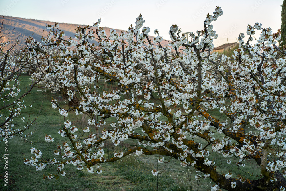 Les cerisiers en fleurs au printemps. Massif de Luberon en arrière plan. Provence, France. Lever de soleil.