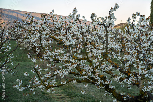 Obraz na płótnie Les cerisiers en fleurs au printemps. Massif de Luberon en arrière plan. Provence, France. Lever de soleil. w salonie