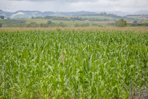 A rentabilidade no plantio de milho depende de variadas técnicas. Segundo especialistas do setor, uma das mais relevantes é aumentar a produtividade do cultivo por meio do uso adequado de adubação.