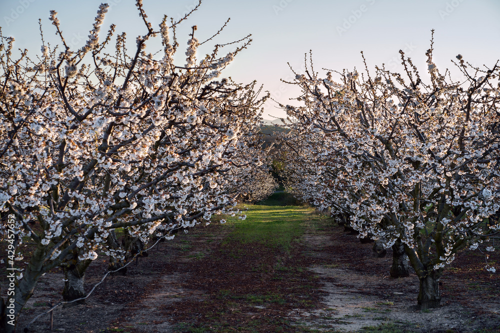 Les cerisiers en fleurs au printemps. Provence, Luberon. France. Lever de soleil.
