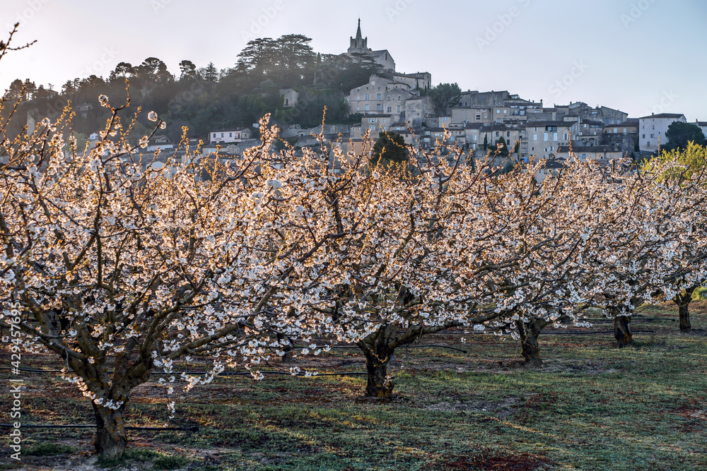 Vue panoramique sur le village Bonnieux en Provence, France. Cerisiers en fleurs au printemps. Lever de soleil.