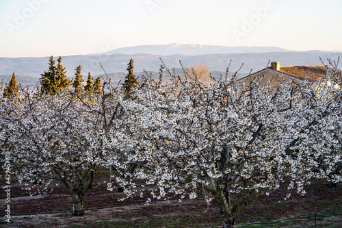Obraz na płótnie Cerisiers en fleurs au printemps. Le Mont Ventoux en arrière plan. Provence, France. Lever de soleil. w salonie