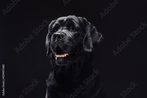 Closeup photo of a handsome black retriever in dark background © Fxquadro