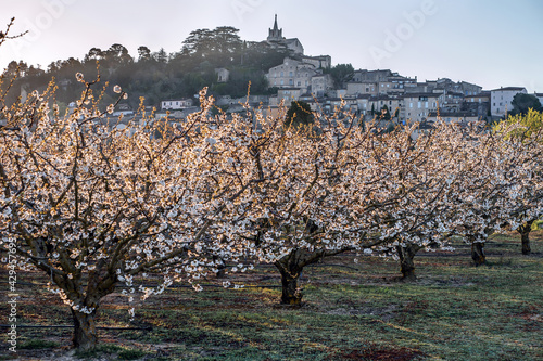 Obraz na płótnie Vue panoramique sur le village Bonnieux en Provence, France. Cerisiers en fleurs au printemps. Lever de soleil. w salonie