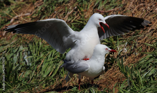 Rotschnabelmöwe / Red-billed gull / Larus scopulinus.