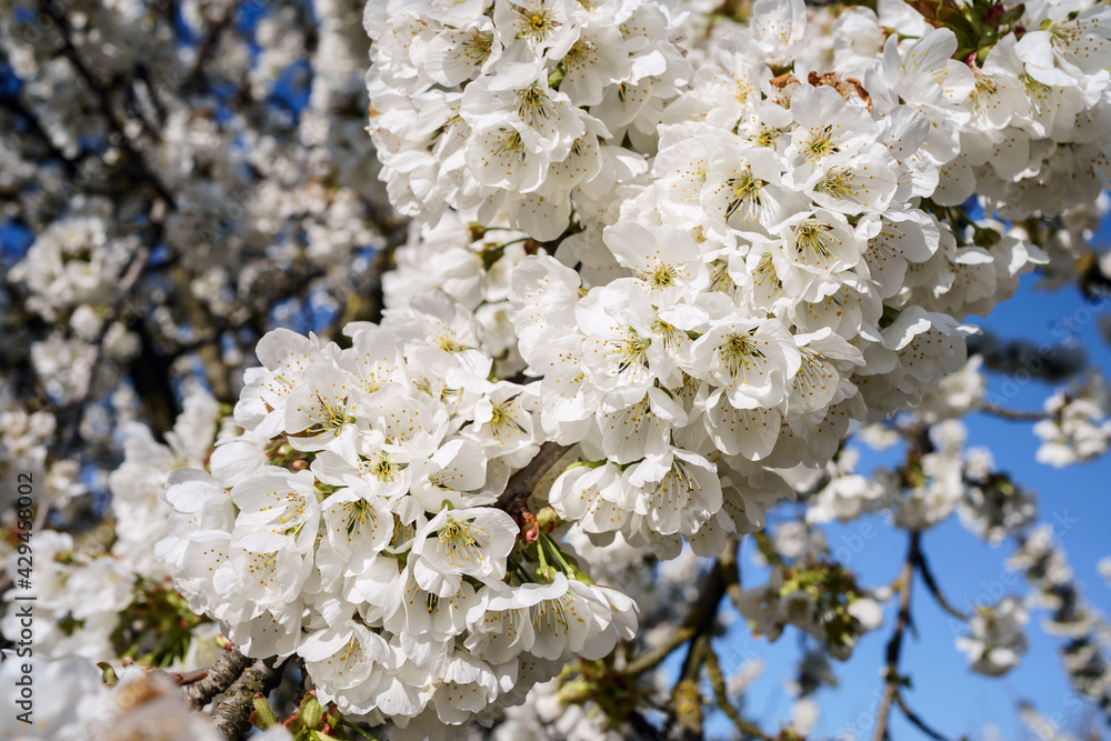 Branche de cerisier en fleurs ensoleillé, gros plan.