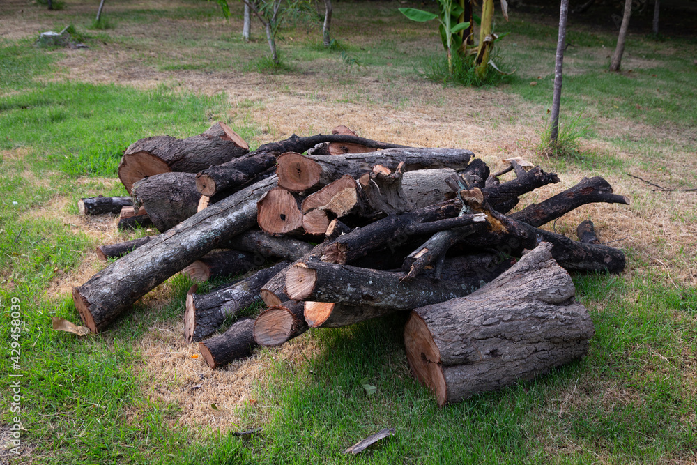 Piles of trees that are pruning trees to be prepared for firewood. Piles of trees that are pruning trees to be prepared for firewood.