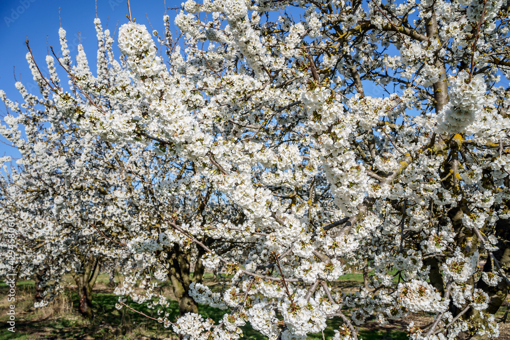 Le cerisier en fleurs au printemps.