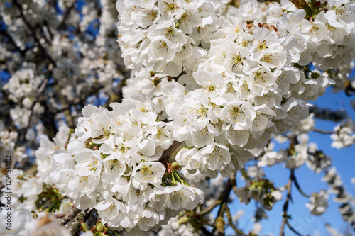 Obraz na płótnie Branche de cerisier en fleurs ensoleillé, gros plan. w salonie
