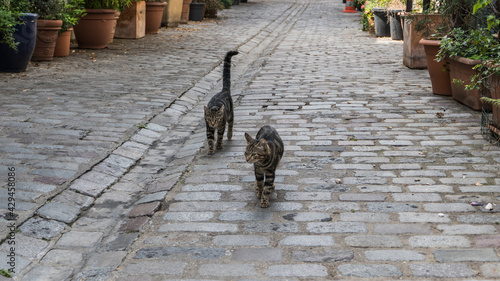 Photography Chats dans les rues de Paris