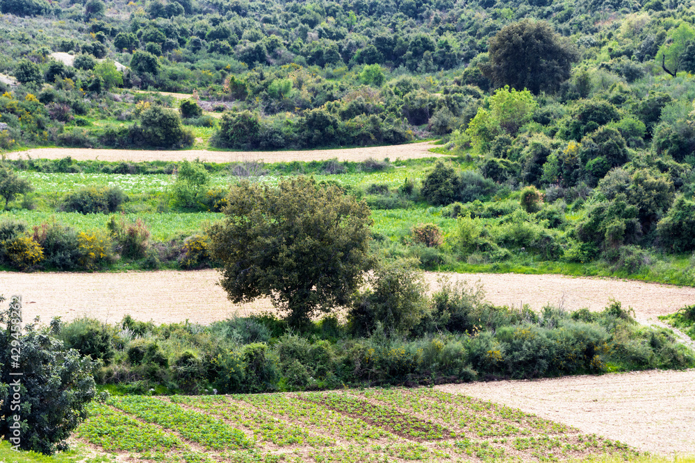 Tree in the middle of an agricultural field in rural Lebanon