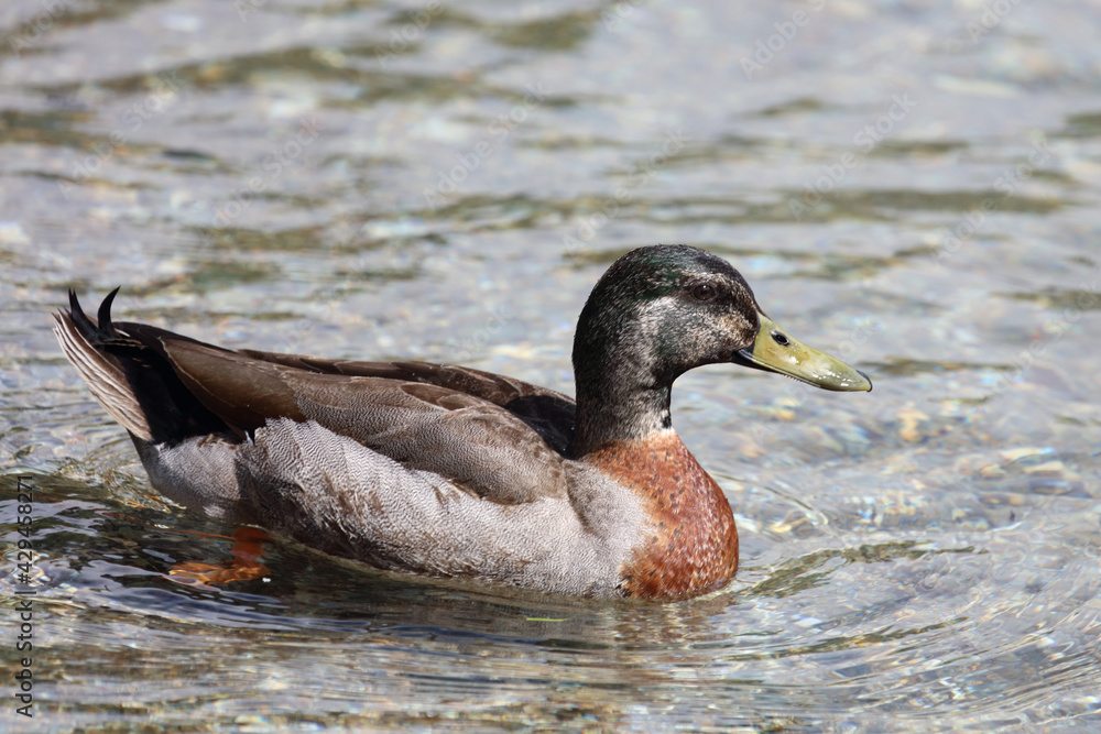 Obraz premium Stockente / Mallard / Anas platyrhynchos..
