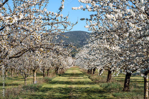 Les cerisiers en fleurs au printemps. Massif de Luberon en arrière plan. Provence, France. 